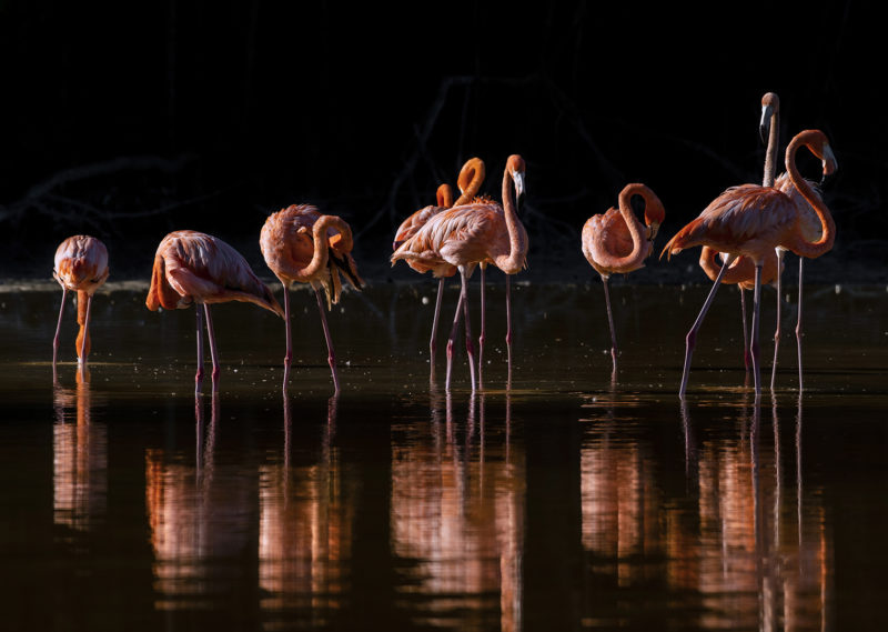 Pink flamingos on water